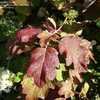 Thumbnail #2 of Hydrangea quercifolia by kniphofia