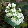 Thumbnail #3 of Hydrangea quercifolia by kniphofia