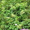Thumbnail #2 of Hydrangea paniculata by dafadowndilly