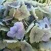 Thumbnail #2 of Hydrangea macrophylla by bootandall