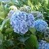 Thumbnail #3 of Hydrangea macrophylla by bootandall