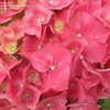 Thumbnail #4 of Hydrangea macrophylla by mtilton