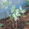 Thumbnail #3 of Hydrangea macrophylla by jeffhaines
