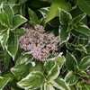 Thumbnail #2 of Hydrangea macrophylla by DaylilySLP
