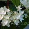 Thumbnail #3 of Hydrangea paniculata by DaylilySLP