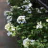Thumbnail #4 of Hydrangea paniculata by DaylilySLP