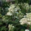 Thumbnail #2 of Hydrangea paniculata by DaylilySLP