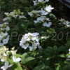 Thumbnail #5 of Hydrangea paniculata by DaylilySLP