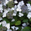 Thumbnail #2 of Hydrangea macrophylla by Carkeekfish