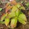 Thumbnail #2 of Hydrangea macrophylla by lmelling