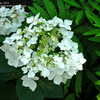 Thumbnail #5 of Hydrangea macrophylla by jbgregg