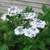 Thumbnail #3 of Hydrangea macrophylla by winterrobin