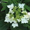 Thumbnail #4 of Hydrangea macrophylla by jbgregg