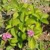 Thumbnail #3 of Hydrangea macrophylla by lmelling