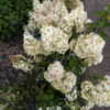 Thumbnail #4 of Hydrangea paniculata by DaylilySLP