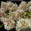 Thumbnail #3 of Hydrangea paniculata by DaylilySLP