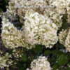 Thumbnail #5 of Hydrangea paniculata by DaylilySLP