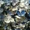 Thumbnail #2 of Hydrangea macrophylla by bootandall