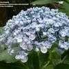 Thumbnail #3 of Hydrangea macrophylla by bootandall