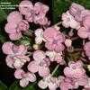 Thumbnail #4 of Hydrangea macrophylla by bootandall