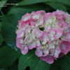 Thumbnail #2 of Hydrangea macrophylla by jbgregg