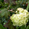 Thumbnail #3 of Hydrangea quercifolia by Calif_Sue