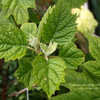 Thumbnail #2 of Hydrangea quercifolia by Calif_Sue