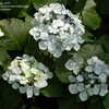 Thumbnail #3 of Hydrangea macrophylla by jbgregg