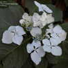Thumbnail #2 of Hydrangea macrophylla by jbgregg