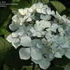Thumbnail #4 of Hydrangea macrophylla by jbgregg