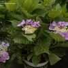 Thumbnail #2 of Hydrangea macrophylla by DaylilySLP