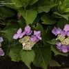 Thumbnail #4 of Hydrangea macrophylla by DaylilySLP