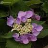 Thumbnail #3 of Hydrangea macrophylla by DaylilySLP