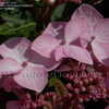 Thumbnail #3 of Hydrangea macrophylla by DaylilySLP