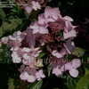 Thumbnail #2 of Hydrangea macrophylla by DaylilySLP