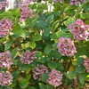 Thumbnail #3 of Hydrangea macrophylla by bootandall