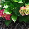 Thumbnail #2 of Hydrangea macrophylla by Hemophobic