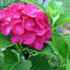 Thumbnail #3 of Hydrangea macrophylla by Terry