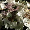 Thumbnail #2 of Hydrangea macrophylla by bootandall