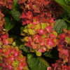 Thumbnail #4 of Hydrangea macrophylla by DaylilySLP