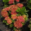 Thumbnail #3 of Hydrangea macrophylla by DaylilySLP