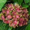 Thumbnail #2 of Hydrangea macrophylla by Todd_Boland
