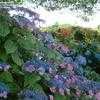 Thumbnail #2 of Hydrangea macrophylla by bootandall