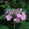 Thumbnail #3 of Hydrangea macrophylla by jbgregg