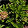 Thumbnail #5 of Hydrangea macrophylla by DaylilySLP