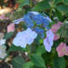Thumbnail #5 of Hydrangea macrophylla by growin