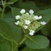 Thumbnail #4 of Hydrangea macrophylla by jbgregg