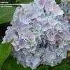 Thumbnail #2 of Hydrangea macrophylla by bootandall