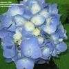 Thumbnail #4 of Hydrangea macrophylla by alicewho