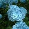 Thumbnail #3 of Hydrangea macrophylla by bootandall